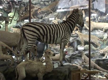 Steyl : Missionsmuseum, die zoologische Tierwelt Ausstellung